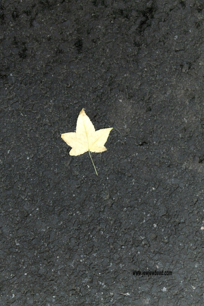 A Fallen Leaf