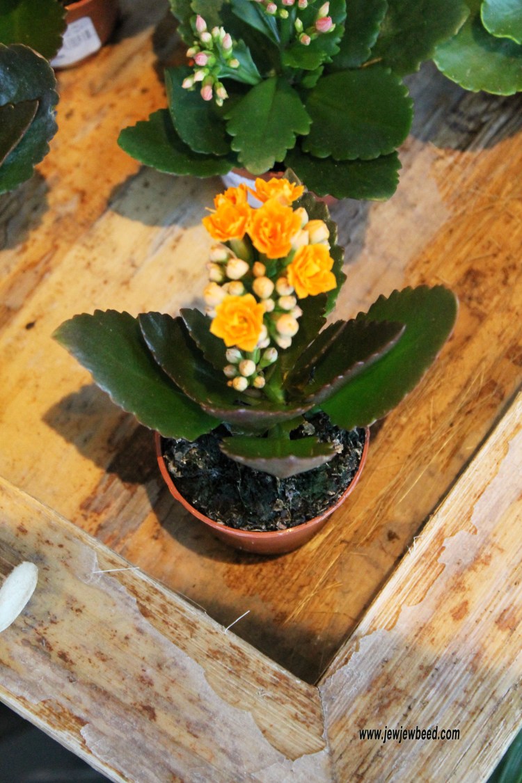 Yellow Potted Flower